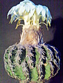 Discocactus mamillosus