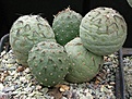 Tephrocactus alexanderi v geometricus type form