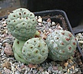 Tephrocactus alexanderi v geometricus HUN259/3