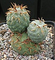 Tephrocactus alexanderi v geometricus SB41