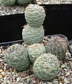 Tephrocactus alexanderi v geometricus DJF319