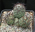 Tephrocactus alexanderi v geometricus VG394