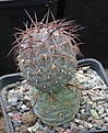 Tephrocactus alexanderi v geometricus KP600