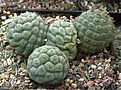 Tephrocactus alexanderi v geometricus KP600