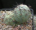 Tephrocactus alexanderi v geometricus HUN259/2