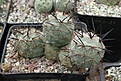 Tephrocactus fiambalensis KP79A