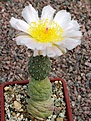 Tephrocactus alexanderi v geometricus DJF319