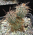 Tephrocactus alexanderi RBT50 X v geometricus DJF319