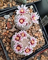 Mammillaria hermosana VZD 1181