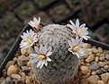 Mammillaria sanchez-mejoradae