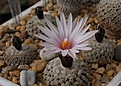 Turbinicarpus valdezianus v.albiflorus MZ 662