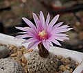 Turbinicarpus pseudopectinatus