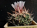 Echinofossulocactus gladiatus
