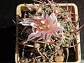 Echinofossulocactus gladiatus