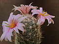 Mammillaria boolii