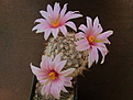 Mammillaria boolii