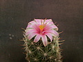 Mammillaria boolii