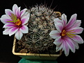 Mammillaria insularis