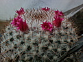 Mammillaria rhodantha