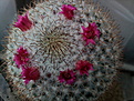 Mammillaria rhodantha