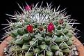 Mammillaria seitziana