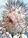 Mammillaria microhelia var. microheliopsis