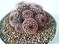 Mammillaria elongata sp