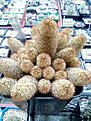 Mammillaria elongata