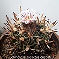 Echinofossulocactus crispatus