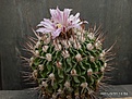 Echinofossulocactus anfractuosus