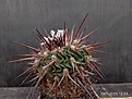 Echinofossulocactus crispatus