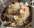 Mammillaria prolifera blooming