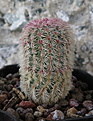 Echinocereus rigidissimus