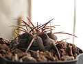 Gymnocalycium guanchinense VG 23