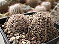 Lobivia rebutioides v. densispina VG-628