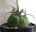 Matucana madisoniorum L106