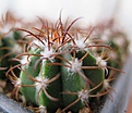 Melocactus matanzanus