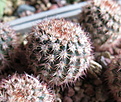 Notocactus rutilans