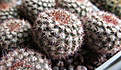 Notocactus rutilans Cerro Largo