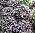 Parodia cardenasii