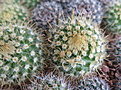 Parodia aureispina