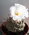 Strombocactus disciformis