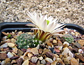 ECHINOCEREUS  pulchellus ssp. sharpii SB 1569