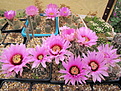 Echinocereus fitchii ssp. albertii