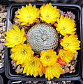 Sulcorebutia heliosoides PHA 1229