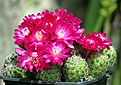 Sulcorebutia