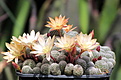 Rebutia cv. sunrise