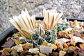 MAMMILLARIA  coahuilense ssp. albiarmata