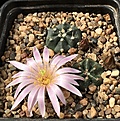 E.knippelianus ssp kaplanii (schatzlei)