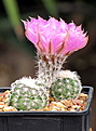 Echinocereus reichenbachii SB 941